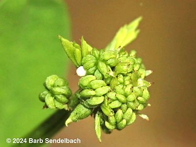 Wild Indigo Duskywing Egg